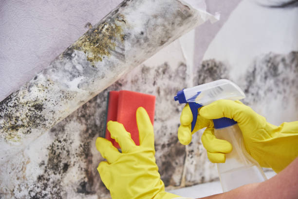 Nokomis, IL Mold Removal Company